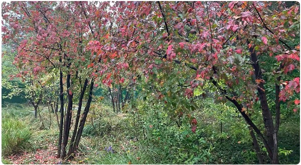 1761925921367053362.jpg 1.jpg